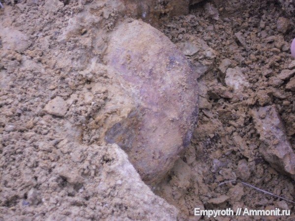 аммониты, Крым, готерив, fossil hunting, Hauterivian, нижний готерив