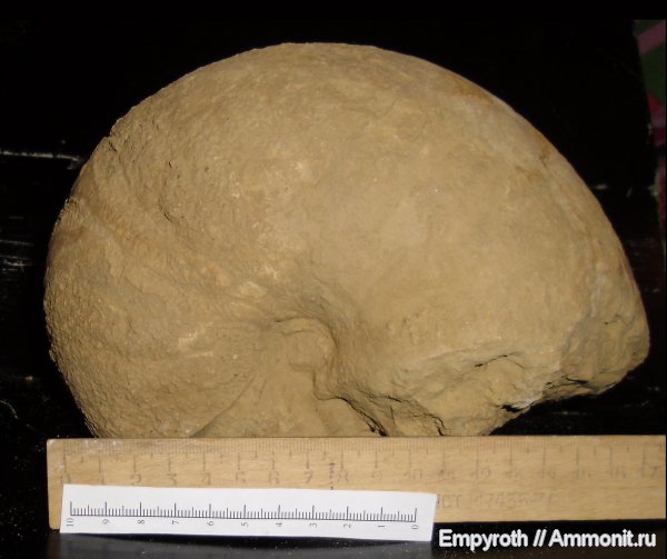 Крым, готерив, Cymatoceras, Hauterivian