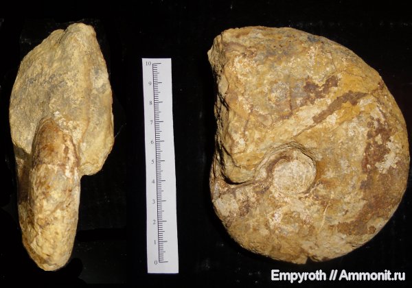 мел, Крым, готерив, Barremites, Hauterivian, Cretaceous