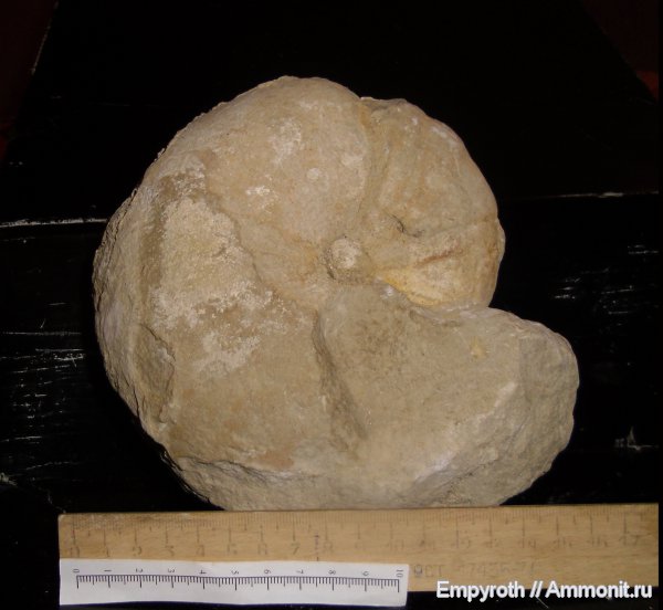 аммониты, Крым, ?, Ammonites, Phylloceratidae