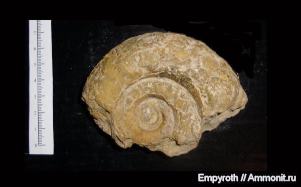 Крым, баррем, Верхоречье, Barremian