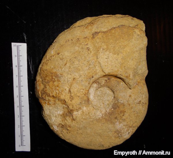 Крым, готерив, Barremites, Hauterivian