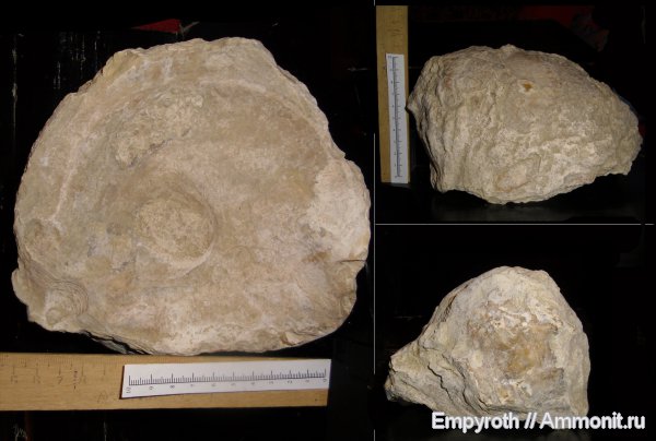 эоцен, Крым, Ostrea