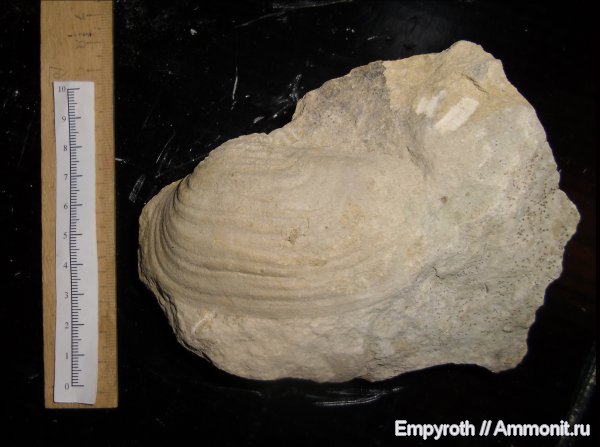 маастрихт, Крым, старосельская свита, Maastrichtian