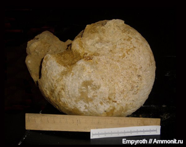 Крым, готерив, Cymatoceras, Hauterivian