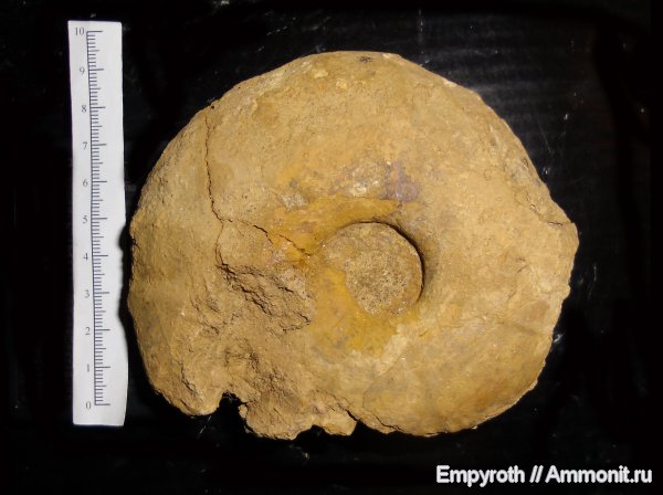 аммониты, Крым, баррем, Ammonites, Barremian