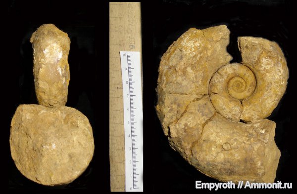 нижний мел, Крым, баррем, Biasaloceras, Barremian, Lower Cretaceous