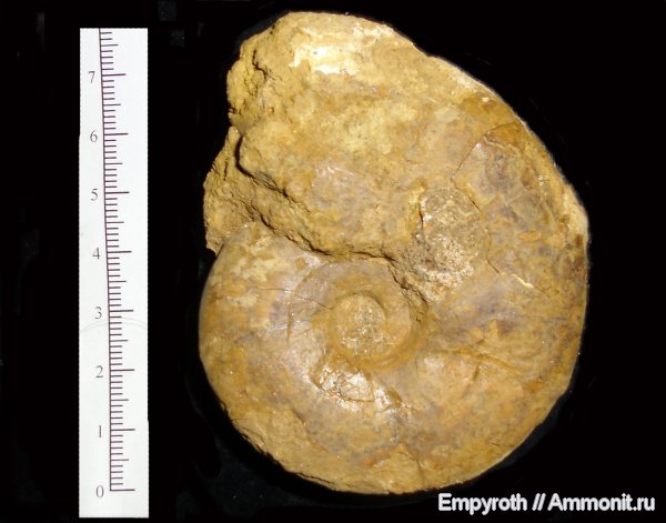 нижний мел, Крым, баррем, Barremian, Lower Cretaceous