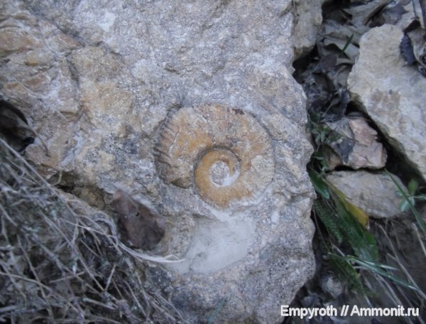 аммониты, нижний мел, Крым, баррем, Верхоречье, fossil hunting, Barremian, Lower Cretaceous