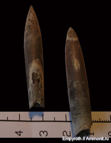 мел, Крым, апт, Neohibolites, Aptian, Cretaceous