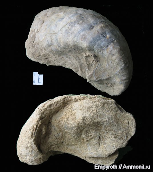 двустворчатые моллюски, Крым, Exogyra