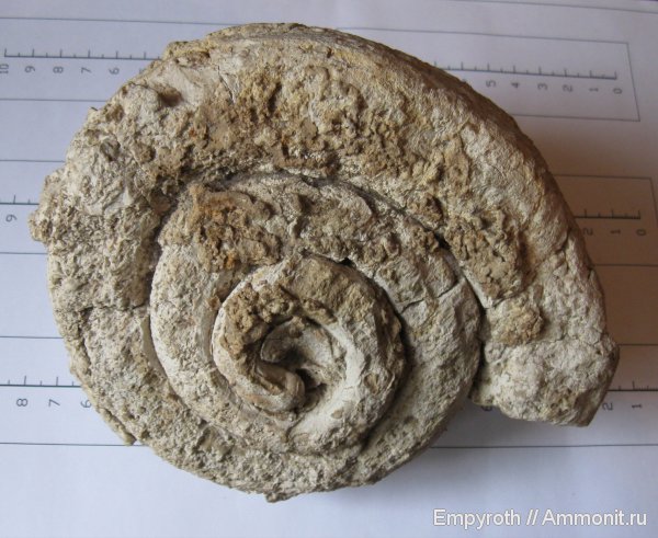 гастроподы, Крым