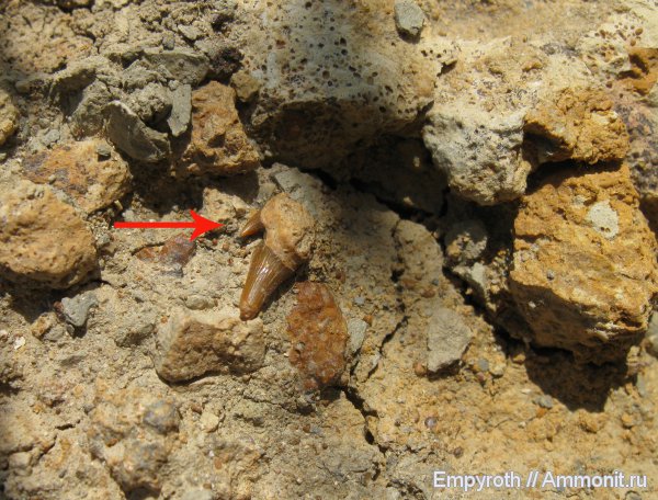 мел, акулы, Крым, готерив, Protolamna, Protolamna roanokeensis, fossil hunting, Hauterivian, Cretaceous, sharks, нижний готерив