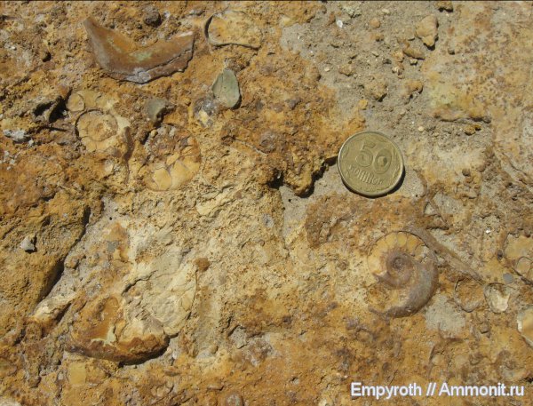 аммониты, гастроподы, нижний мел, Крым, баррем, нижний баррем, fossil hunting, Silesites vulpes, Barremian, Lower Cretaceous