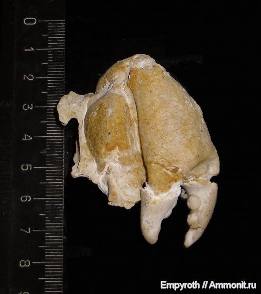 членистоногие, ракообразные, Крым, Xanthopsis, крабы, десятиногие ракообразные