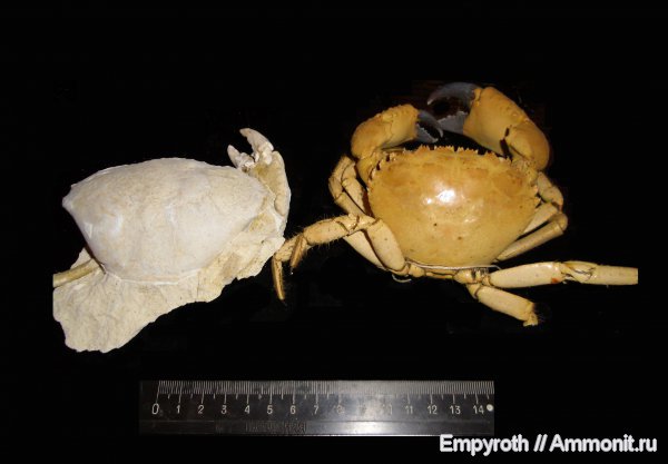 членистоногие, ракообразные, Крым, Xanthopsis, крабы, десятиногие ракообразные