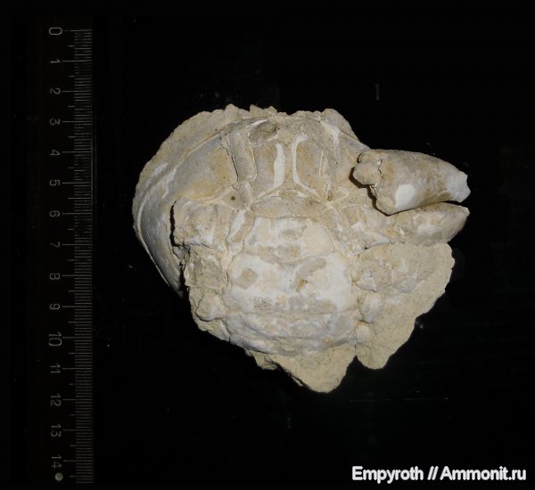 членистоногие, ракообразные, Крым, крабы, десятиногие ракообразные, Palaeocarpilius