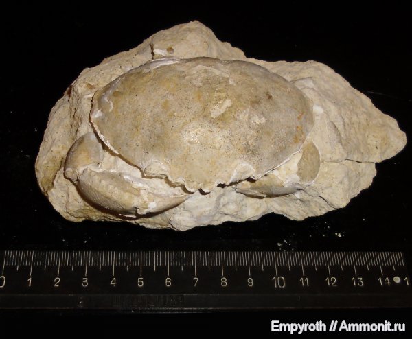 членистоногие, ракообразные, Крым, Xanthopsis, крабы, десятиногие ракообразные