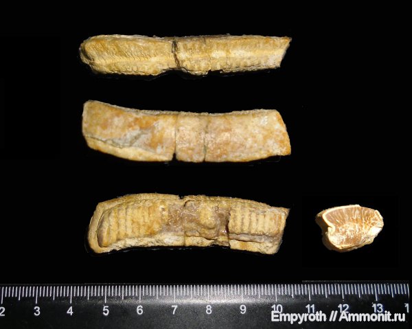 палеоген, хрящевые рыбы, палеоцен, датский ярус, Myliobatis