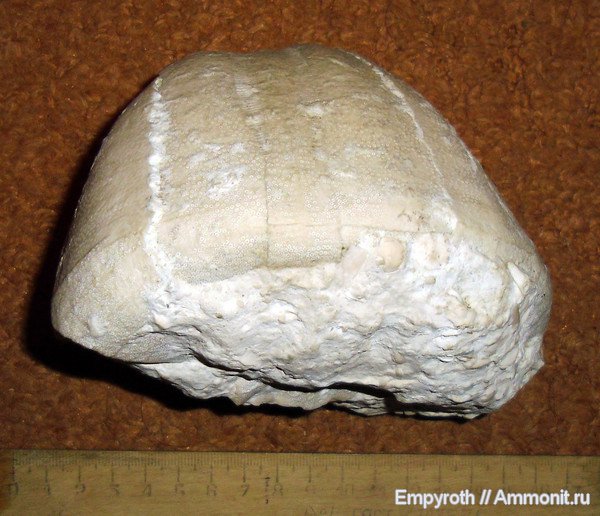 морские ежи, эоцен, Крым, Conoclypus, Conoclypus conoideus, лютеций