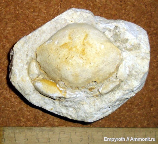 членистоногие, ракообразные, Крым, Xanthopsis, крабы