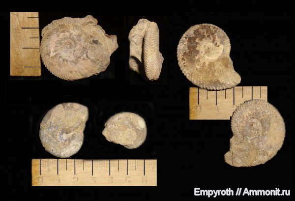 мел, берриас, Крым, Dalmasiceras, Berriasian, Cretaceous