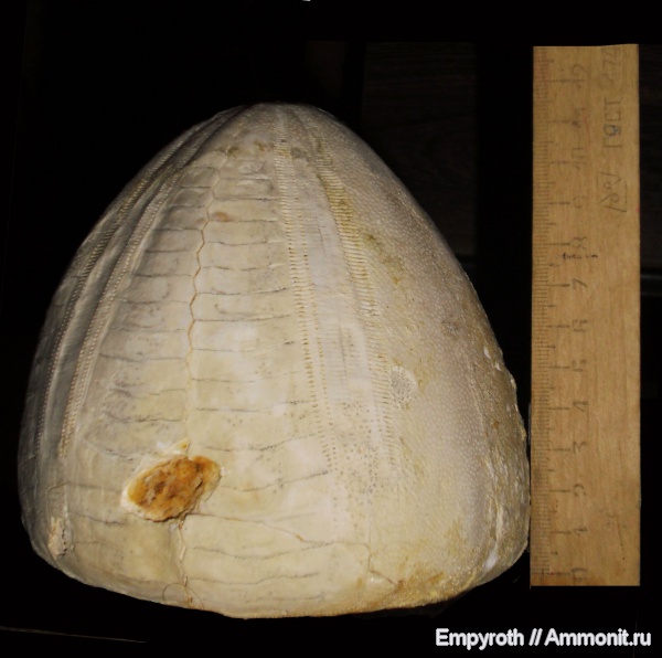 иглокожие, эоцен, Крым, Conoclypus, Conoclypus conoideus, неправильные морские ежи, лютеций