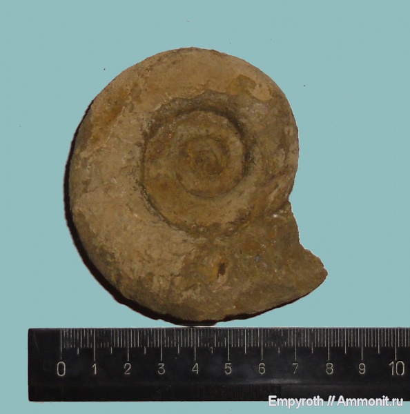 нижний мел, Крым, Biasaloceras, Lower Cretaceous