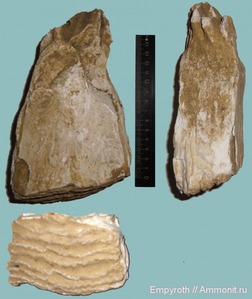 мамонты, млекопитающие, плейстоцен, хоботные, Крым