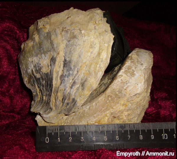 эоцен, Крым, Ostrea, симферопольский ярус