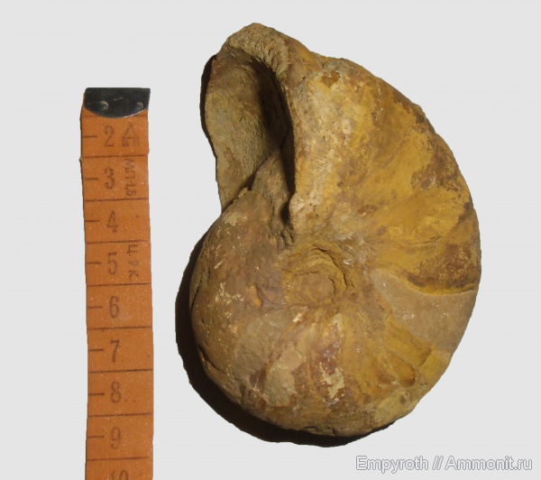 нижний мел, Крым, Cymatoceras, баррем, Верхоречье, Barremian, Lower Cretaceous