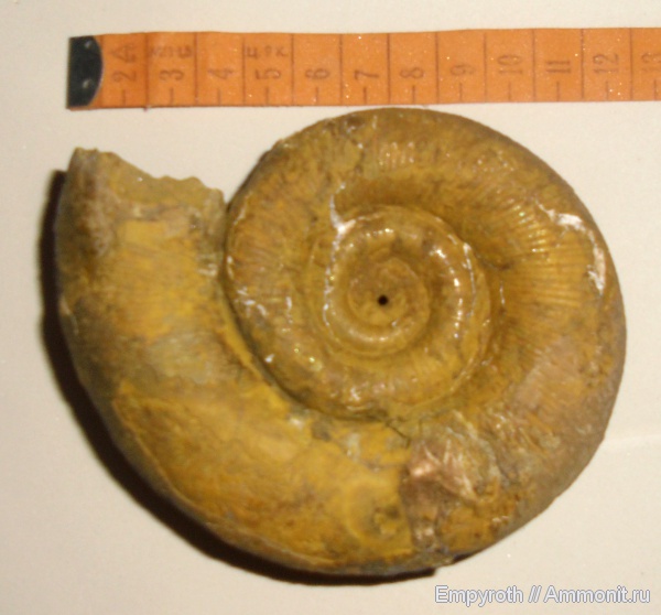 нижний мел, Крым, Верхоречье, Biasaloceras subsequens, Lower Cretaceous