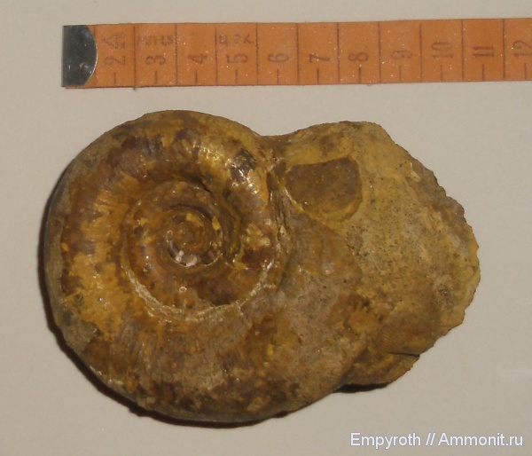 нижний мел, Крым, Верхоречье, Biasaloceras subsequens, Lower Cretaceous