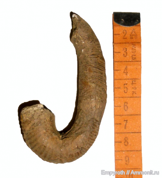 нижний мел, Крым, Верхоречье, Lower Cretaceous