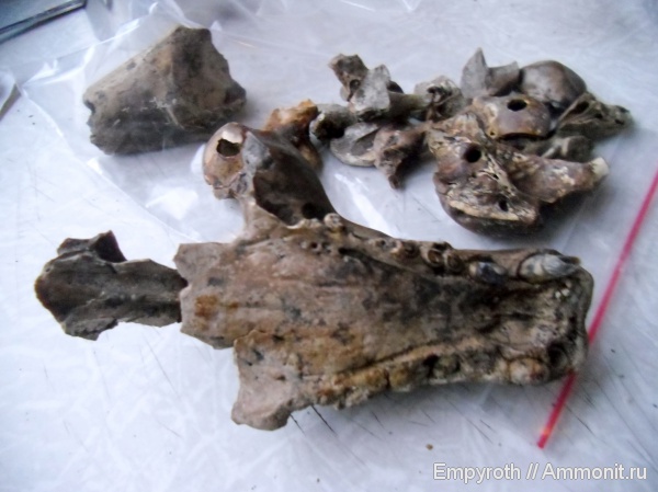 млекопитающие, миоцен, Крым, тюлени, Monachopsis pontica, Histriophoca