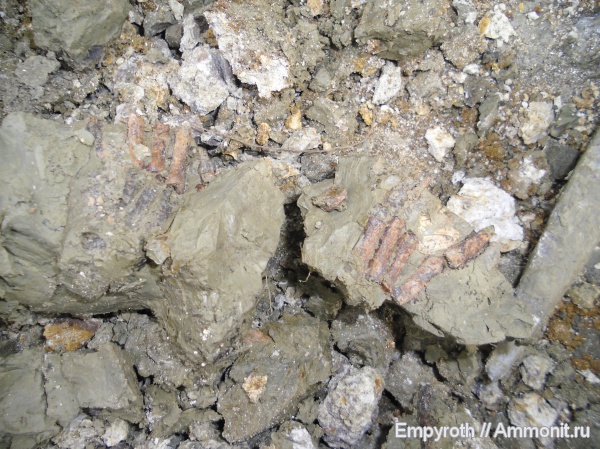 млекопитающие, миоцен, Крым, тюлени, Monachopsis pontica, fossil hunting