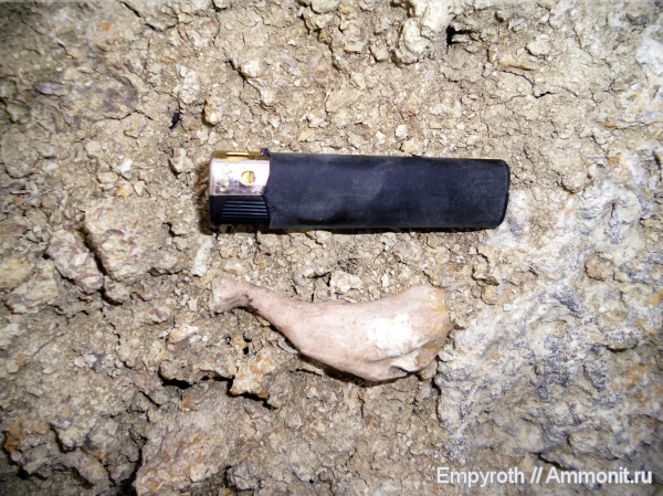 млекопитающие, миоцен, Крым, тюлени, Monachopsis pontica, fossil hunting