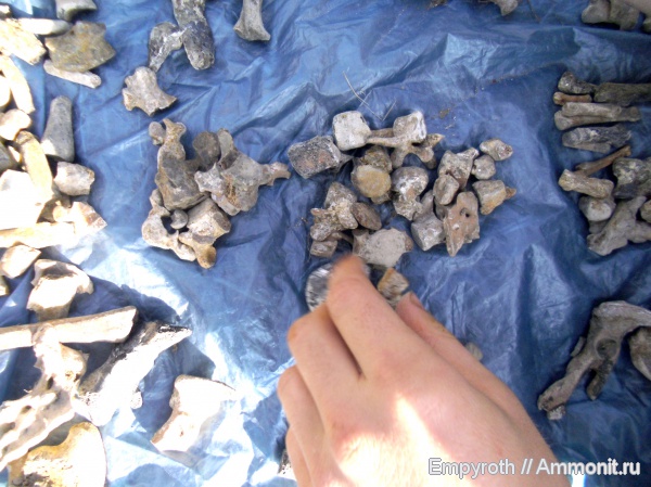 млекопитающие, миоцен, Крым, тюлени, Monachopsis pontica, Monachopsis, fossil hunting