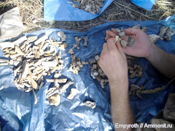 млекопитающие, миоцен, Крым, тюлени, Monachopsis pontica, Monachopsis, fossil hunting