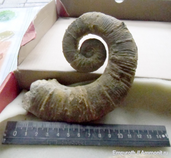 гетероморфные аммониты, нижний мел, Крым, Crioceratites, Lower Cretaceous, heteromorph ammonites