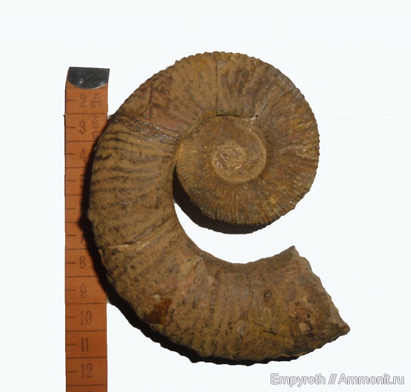 гетероморфные аммониты, нижний мел, Крым, баррем, Crioceratites, Верхоречье, Barremian, Lower Cretaceous, heteromorph ammonites