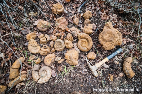 аммониты, Speetoniceras, Крым, баррем, Biasaloceras, нижний баррем, Crioceratites, Pseudothurmannia, Protetragonites, fossil hunting, Hauterivian