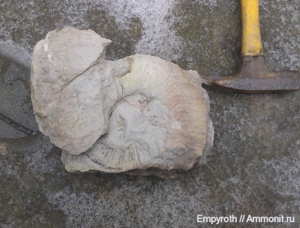 берриас, Крым, губковый горизонт, Berriasian