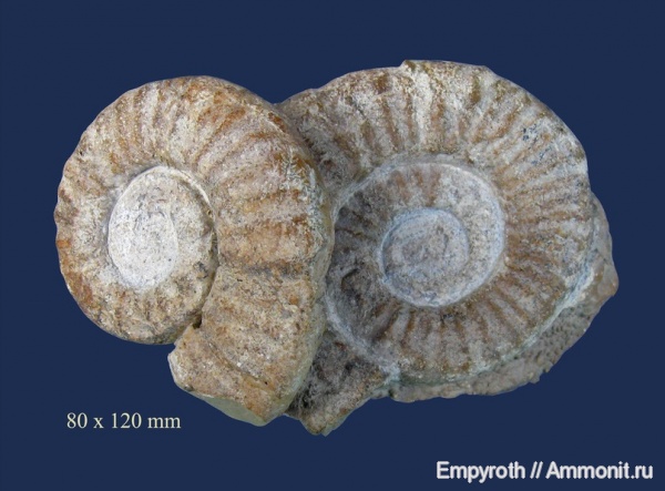 Крым, синемюр, Epideroceras lorioli, Epideroceras, Sinemurian