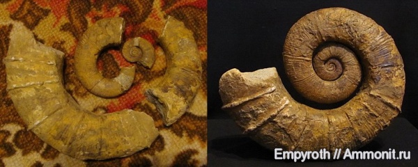 Crioceratites