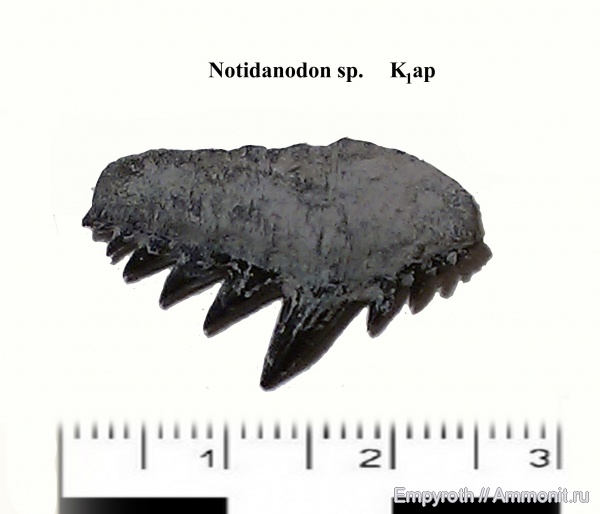 акулы, Крым, апт, Notidanodon, Aptian, sharks, Notidanodon lanceolatus