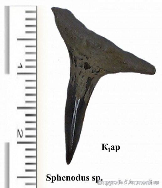 акулы, Sphenodus, Крым, апт, Aptian, sharks