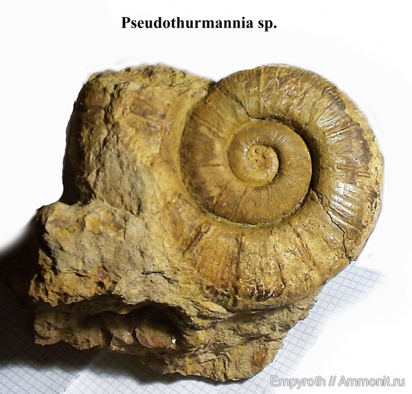 аммониты, Крым, готерив, Crioceratites, Pseudothurmannia, верхний готерив, Hauterivian