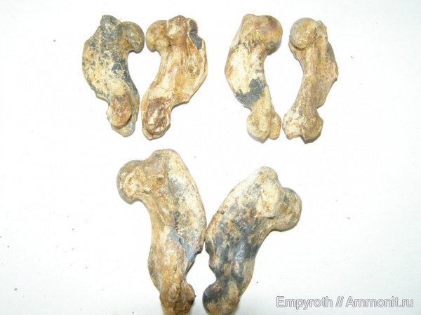 Крым, сармат, Monachopsis pontica