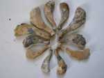 Monachopsis pontica (лучевые кости)